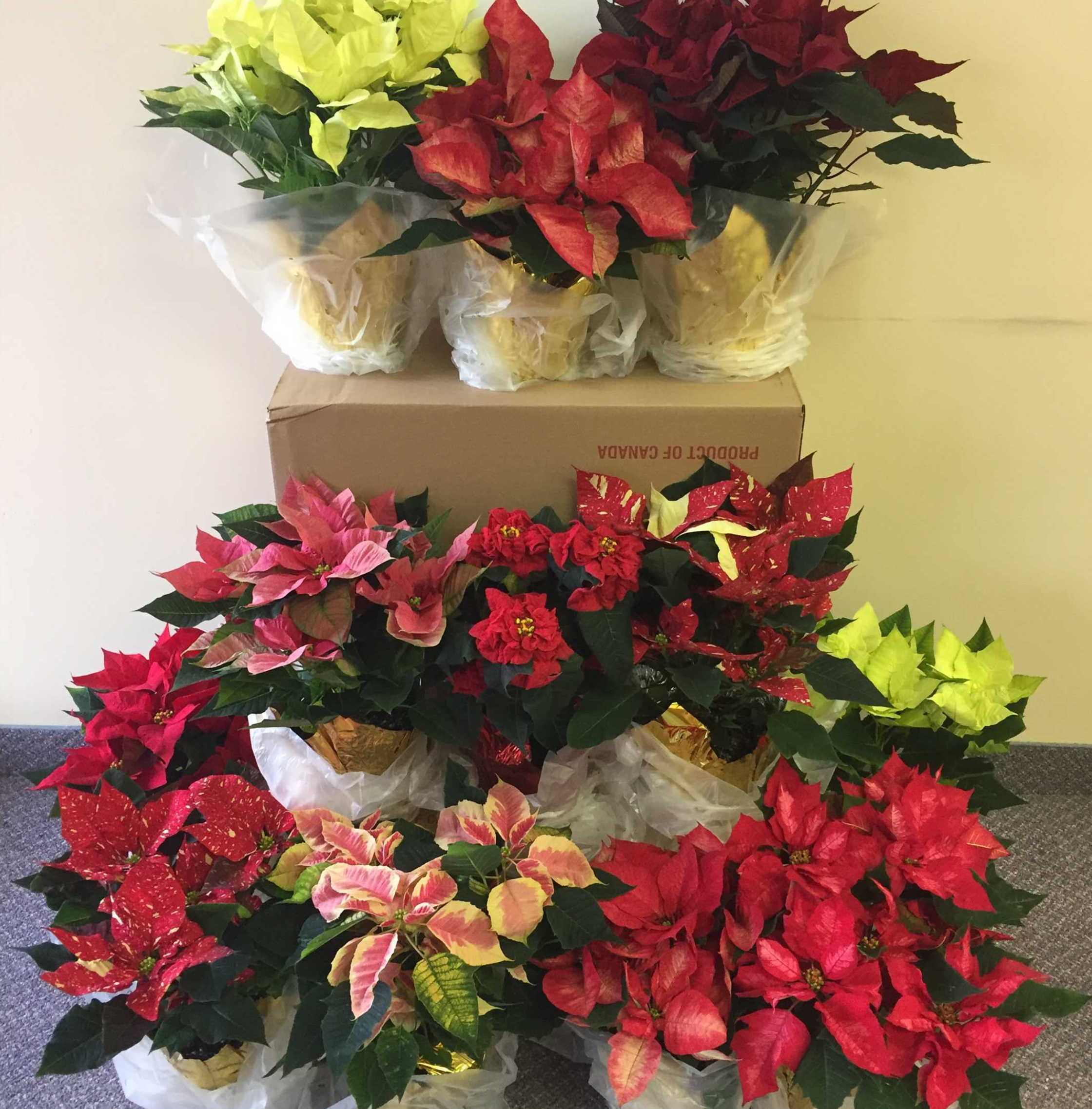 Poinsettias